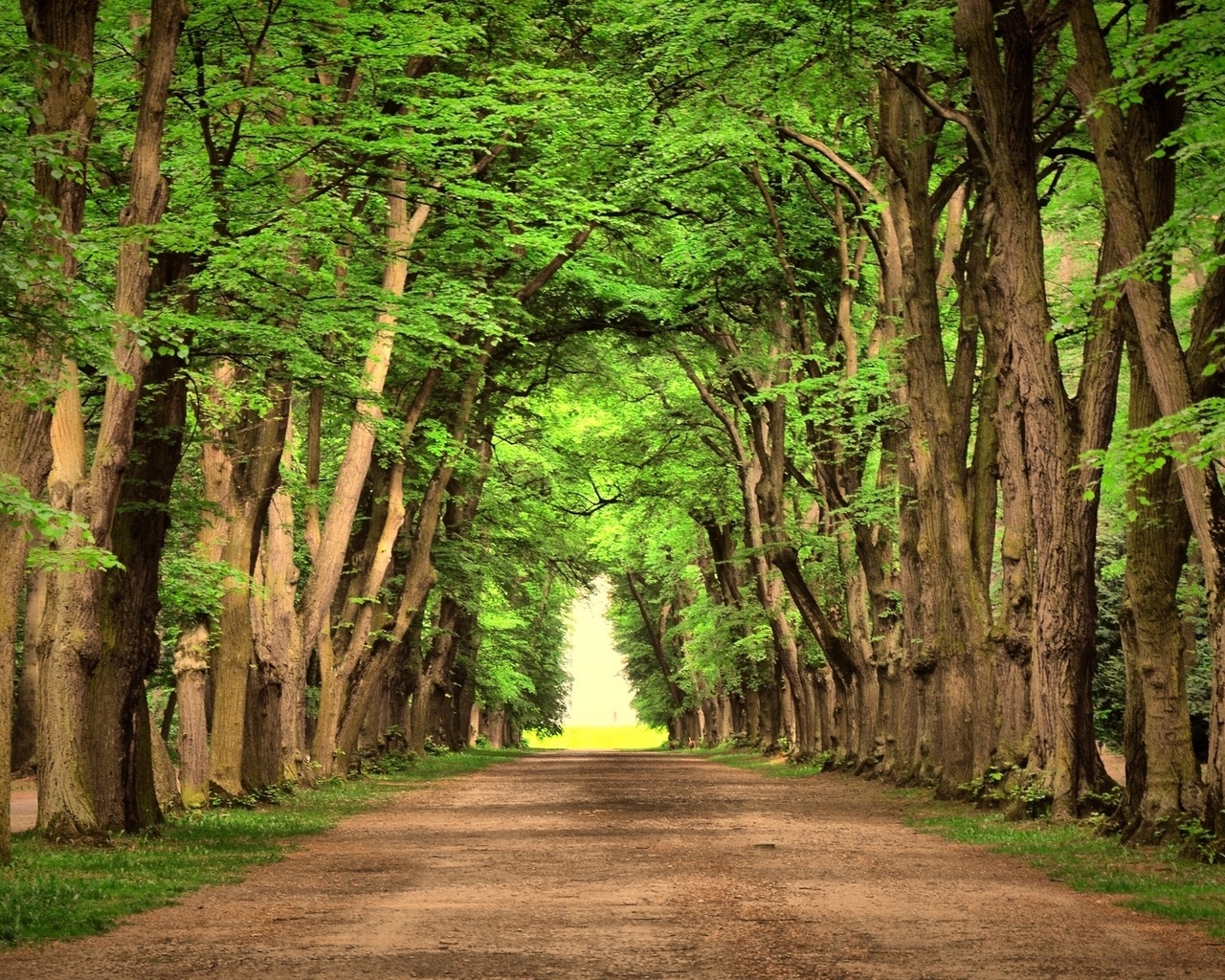 woods, road, tree, green, leaves, forest