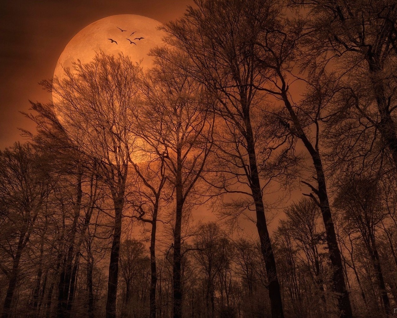 moon, night, birds, sky, tree, forest, dark