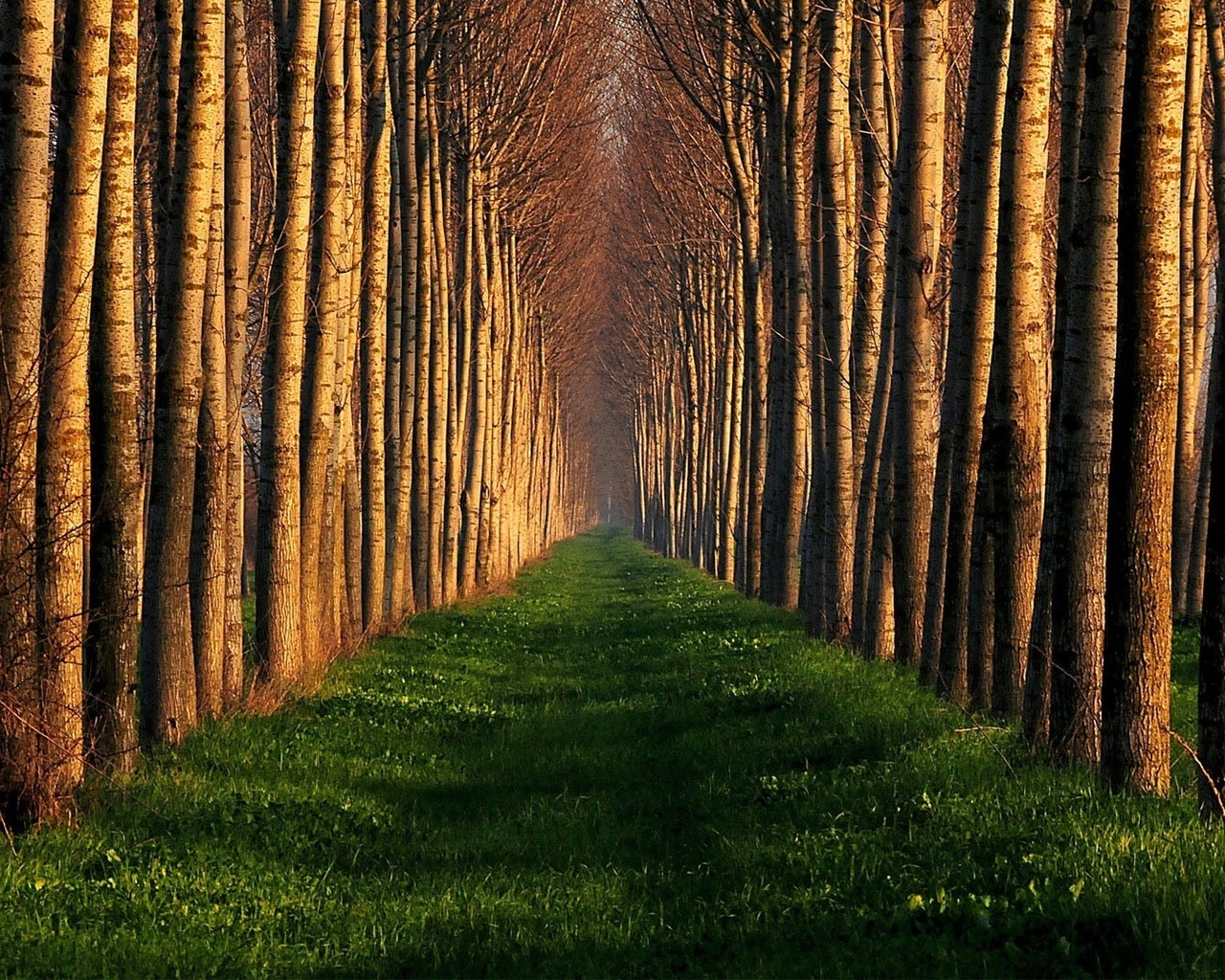 trees, file, path, grass, green