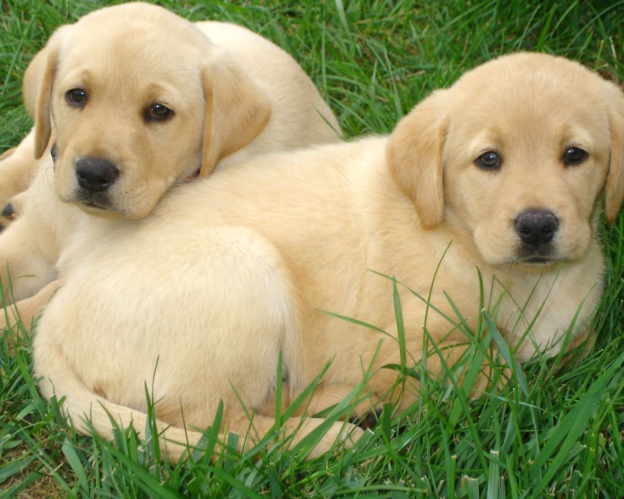 labrador, retriever, dogs, grass, cute