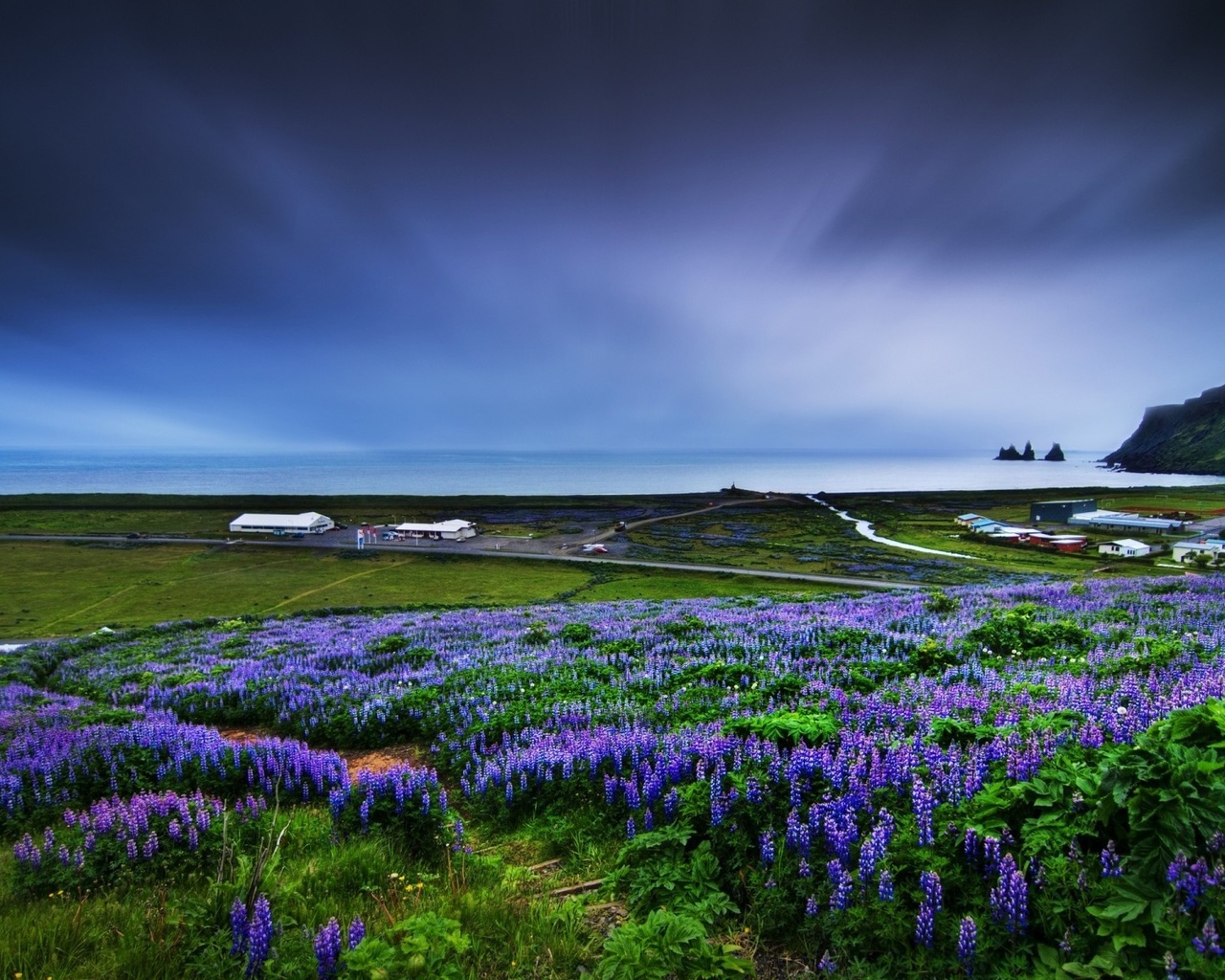 fields, flower, ocean, grass, sky