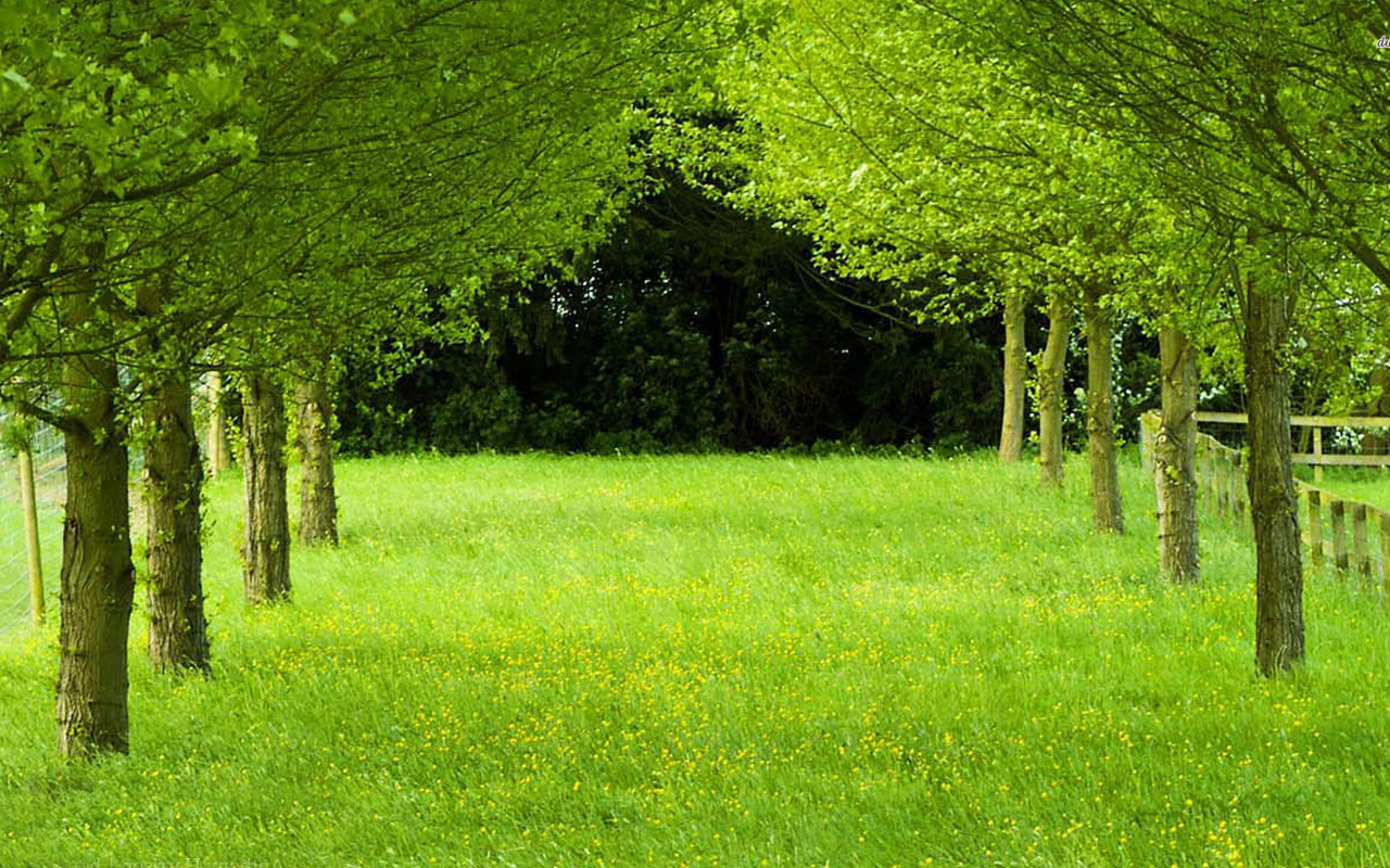 green, grass, tree, file, forest, naturals