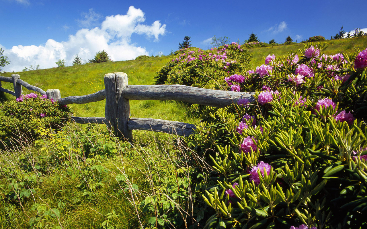 flower, tree, fence, sky, grass, clouds