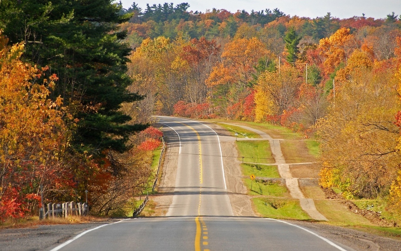 autumn, road, tree, yellow, leaves