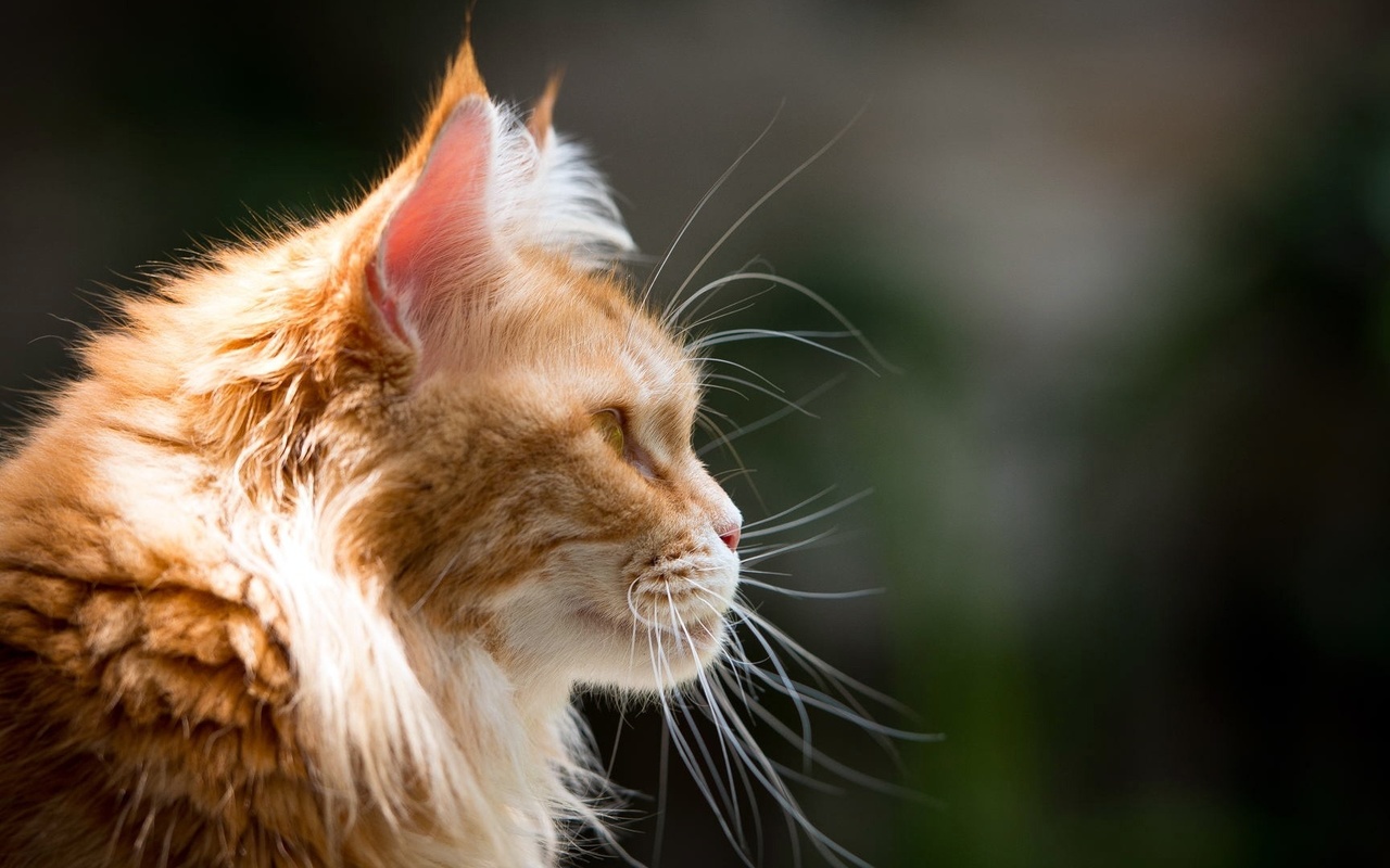 cat, red, face, kitty