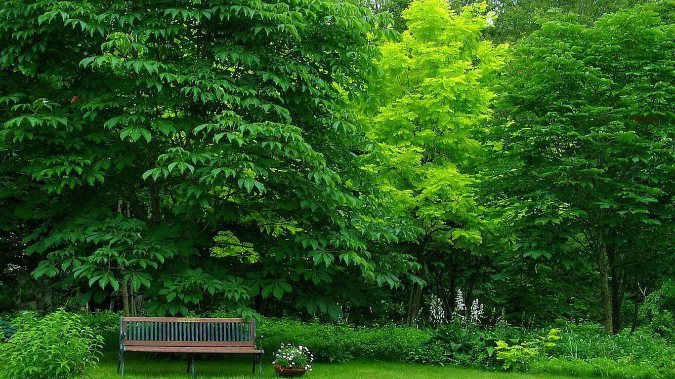 forest, bench, tree, grass, green