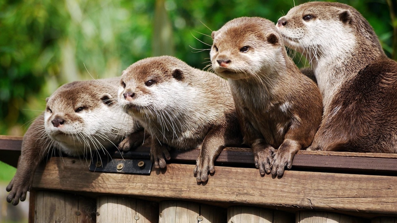 wild, otters, branch, forest, animals, cute