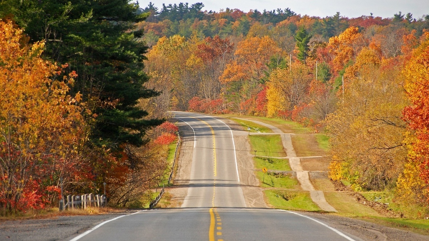 autumn, road, tree, yellow, leaves