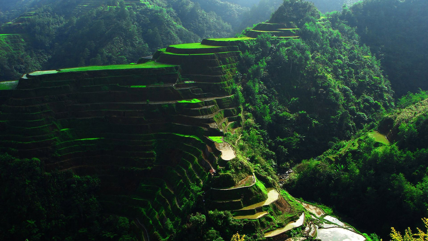 terraces, rice, mountain, green, grass, tree