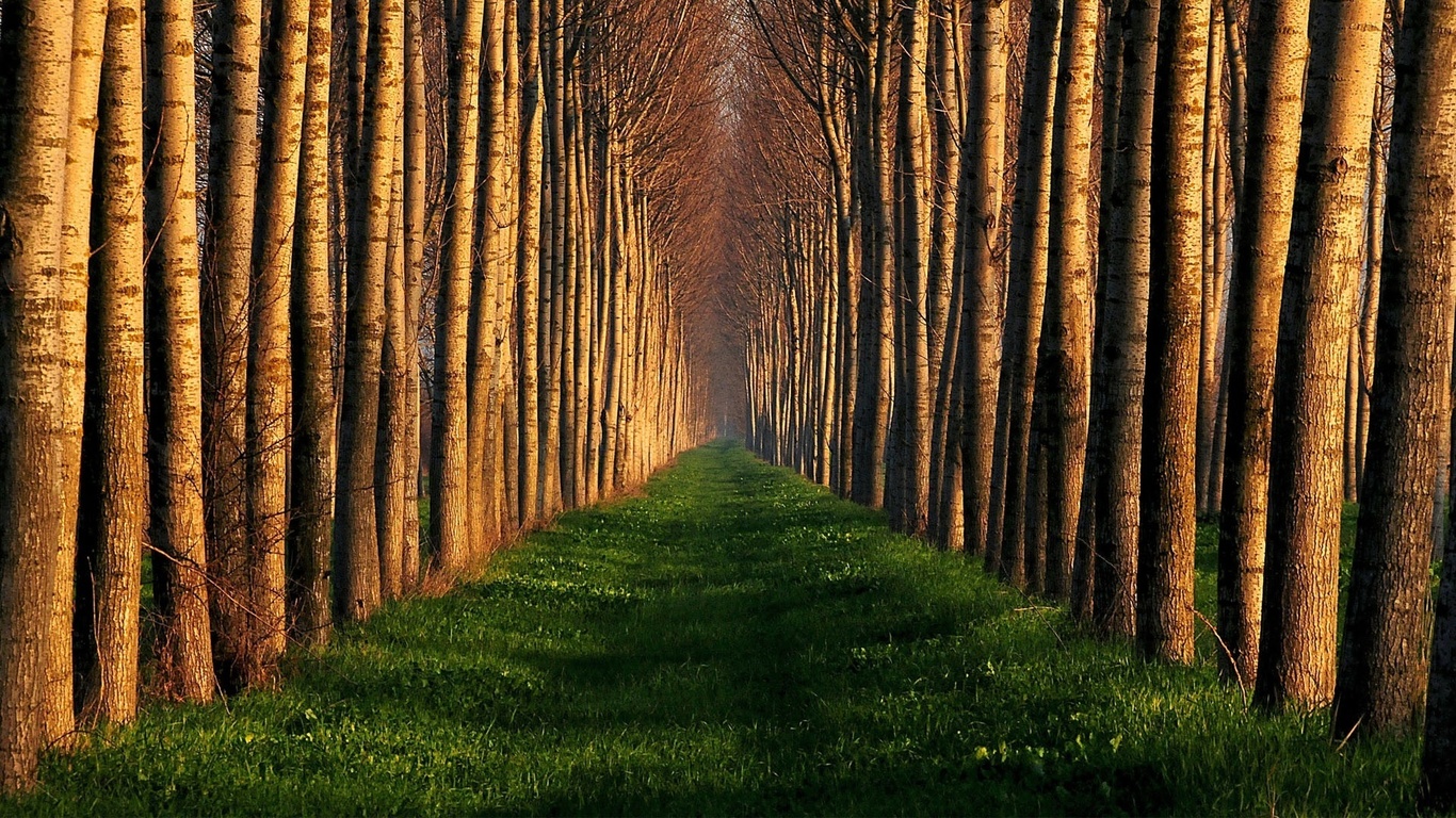 trees, file, path, grass, green