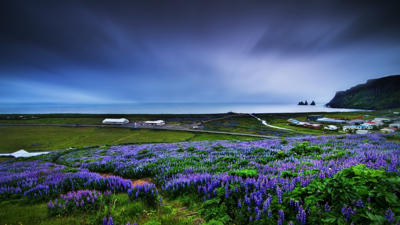 fields, flower, ocean, grass, sky