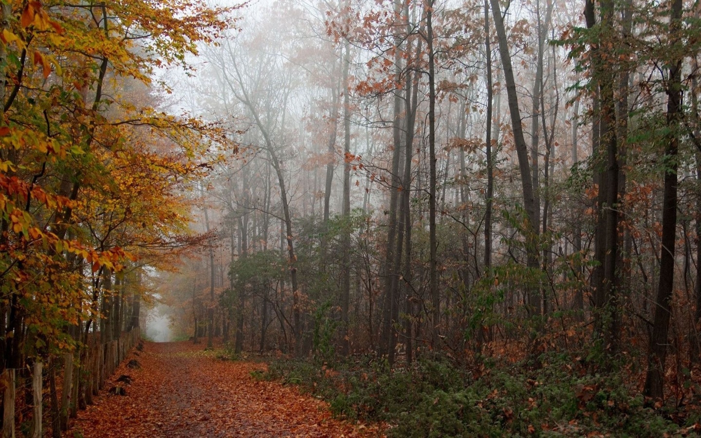 autumn, tree, road, sky, mountain