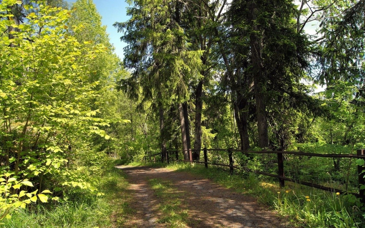 trial, path, tree, forest