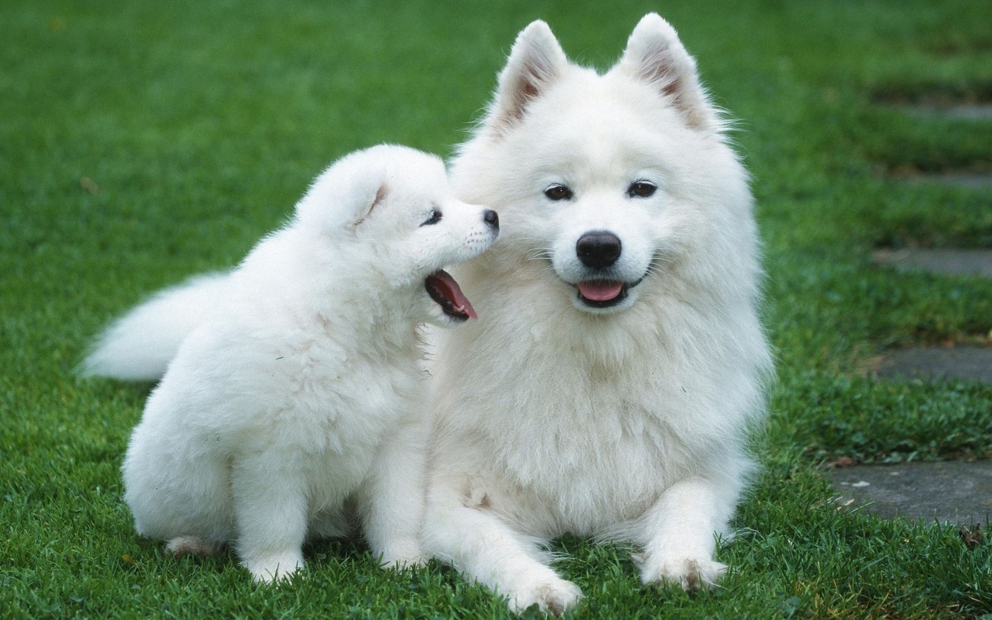 samoyed, puppy, cute, dog, white