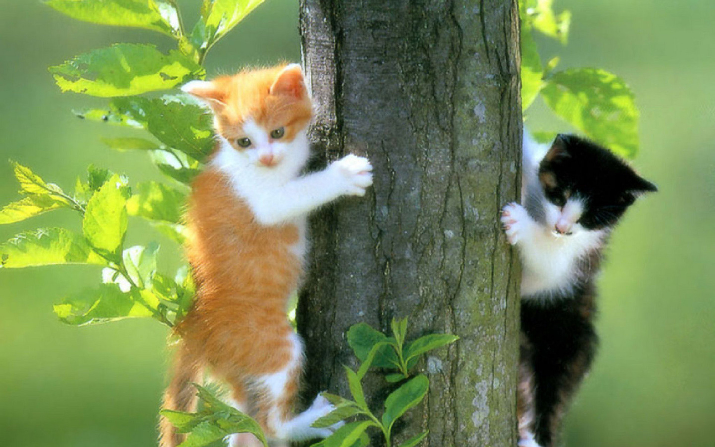 cats, kittens, tree, leaves