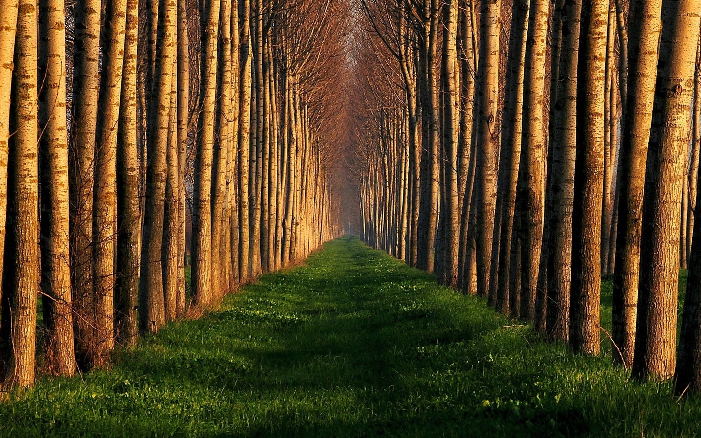 trees, file, path, grass, green