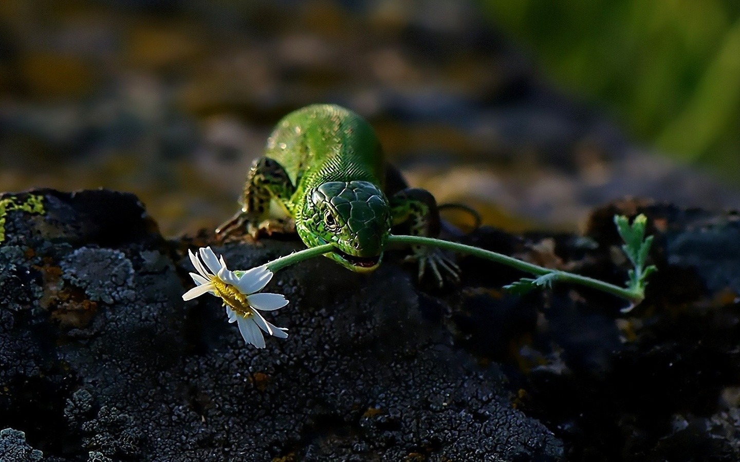 lizard, flower, branch, tree, wild, green