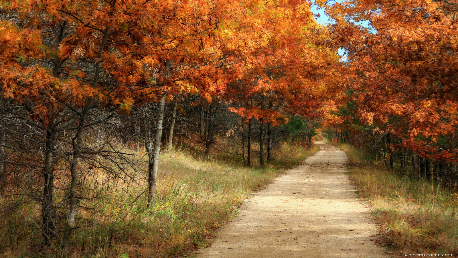 autumn, tree, road, sky, mountain