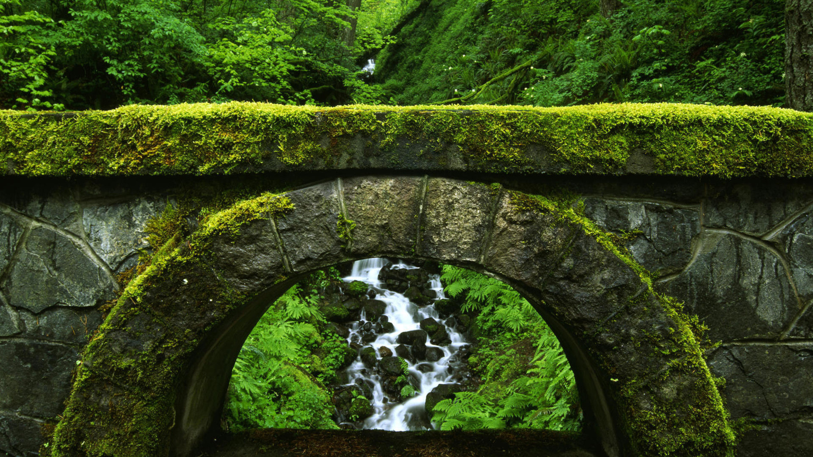 bridge, river, tree, leaves, forest