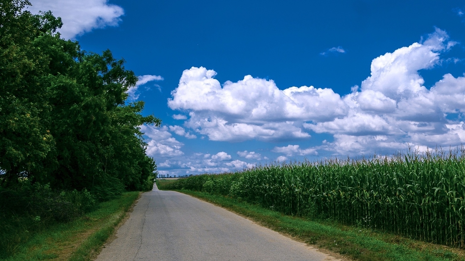 maize, tree, road, fence, green, path, grass