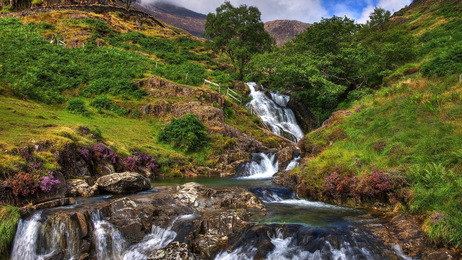 creek, water, grass, fence, tree, natural, flower