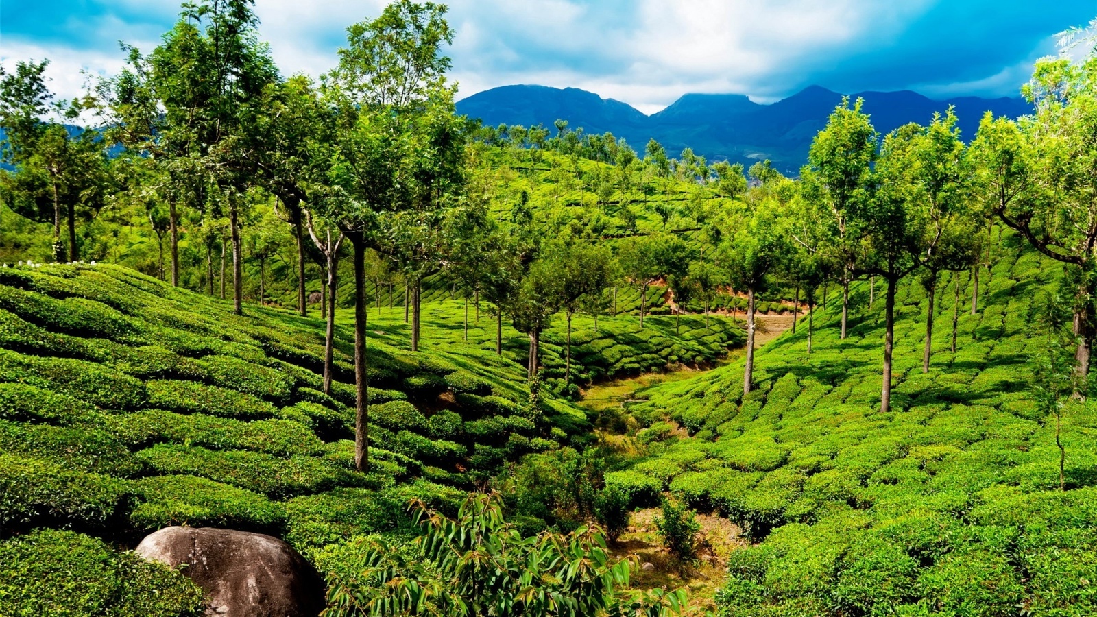 india, field, tea, path, green, tree, rock, mountain