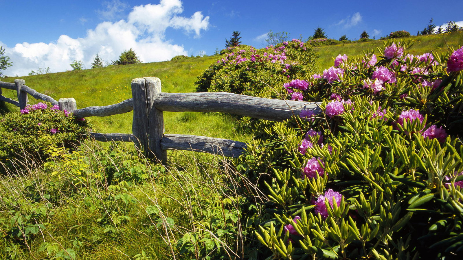 flower, tree, fence, sky, grass, clouds