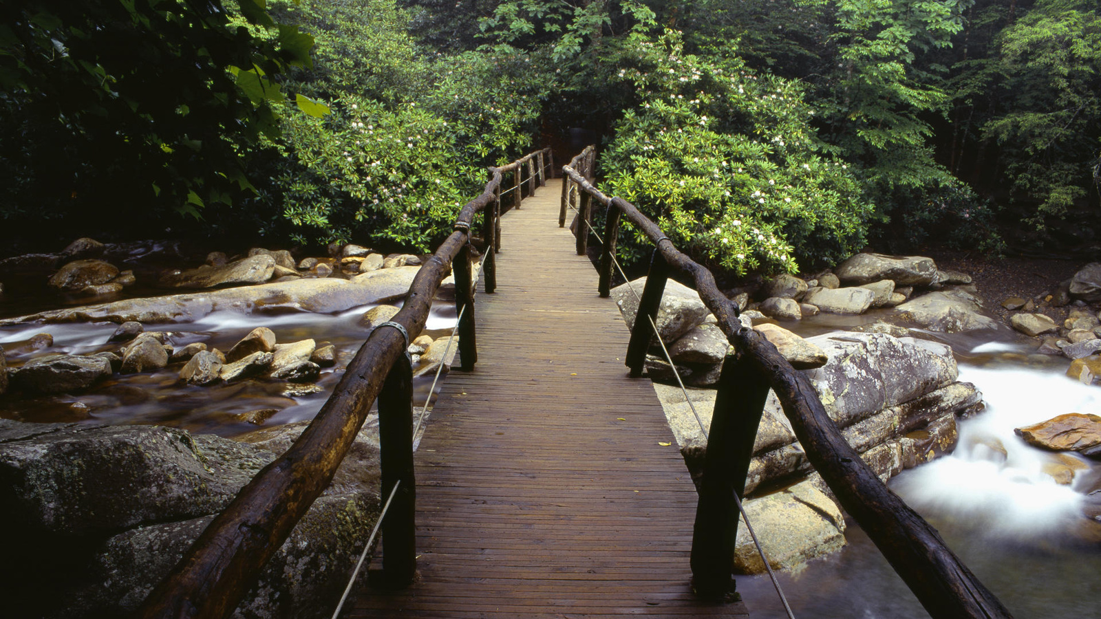 bridge, river, rock, water, tree, river, green, forest