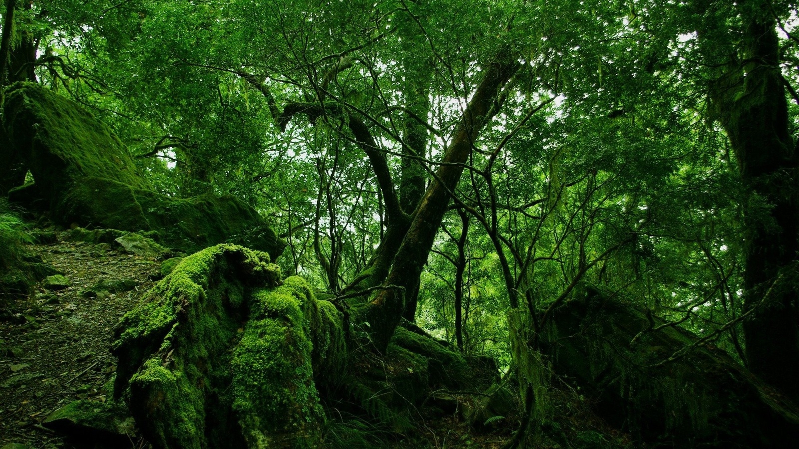 forest, tree, root, green, jungle, branch, leaves