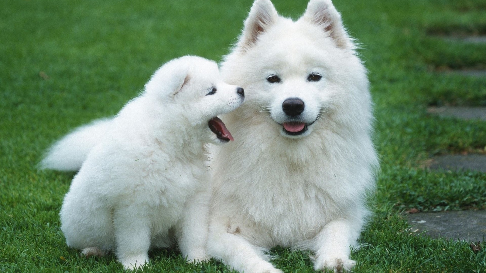 samoyed, puppy, cute, dog, white