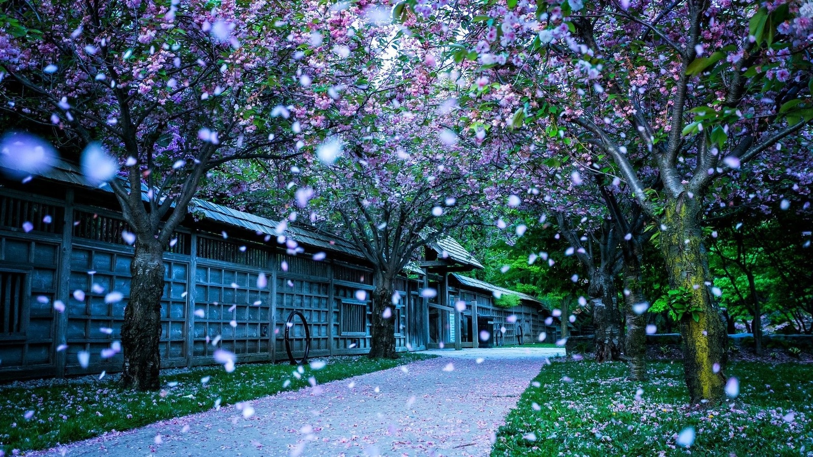 blossom, winter, snow, house, road, tree