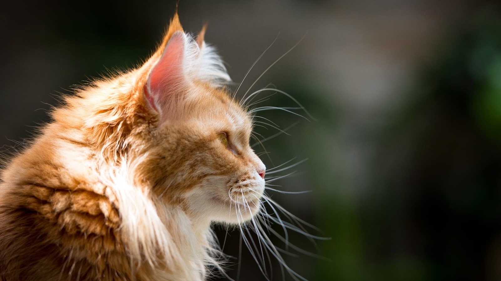 cat, red, face, kitty