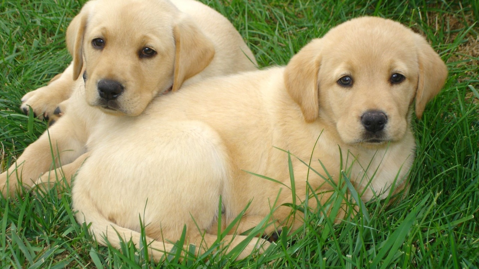 labrador, retriever, dogs, grass, cute