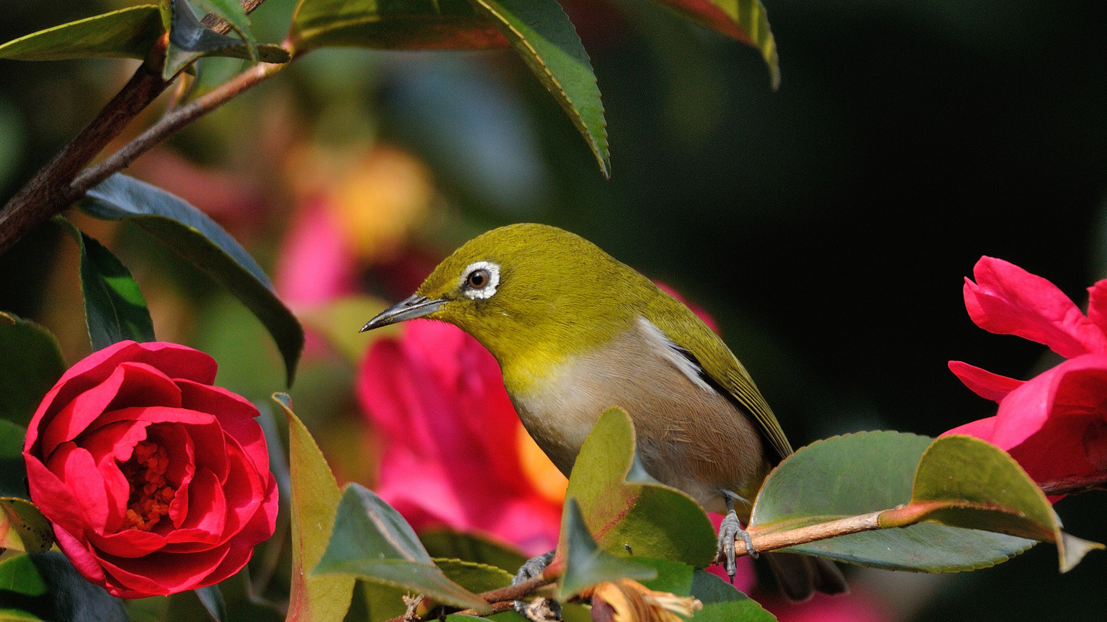 , , ,  , , ,  ,  , silvereye