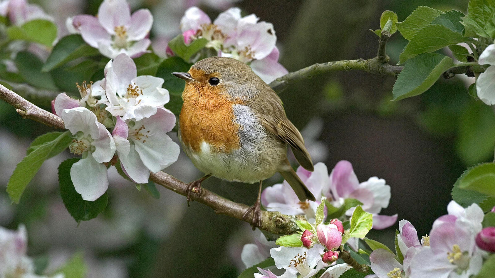 flower, bird, yellow, tree, branch