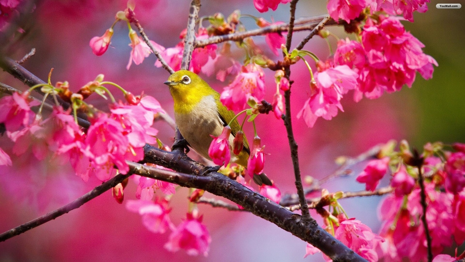 bird, tree, branch, leaves, fly, forest, flower