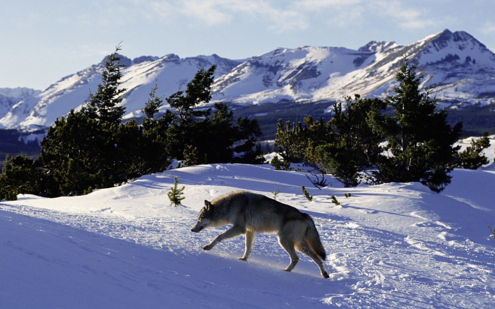 wolf, snow, mountain, tree, wild