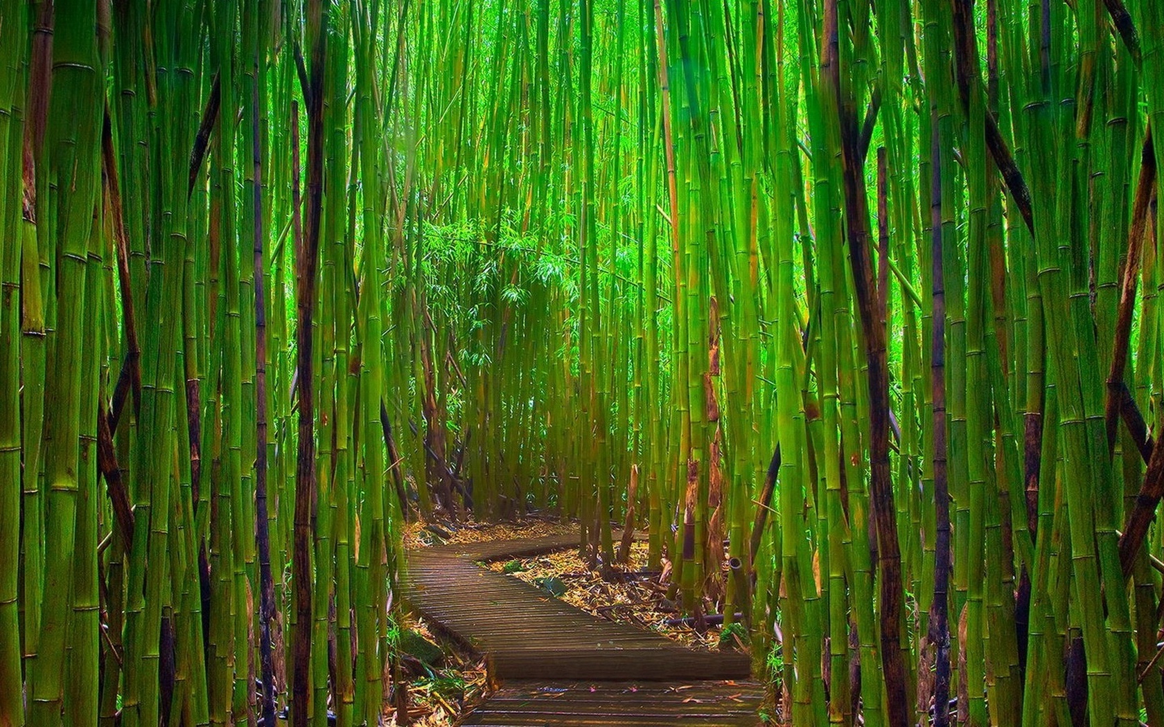 bamboo, jungle, green, tree, way