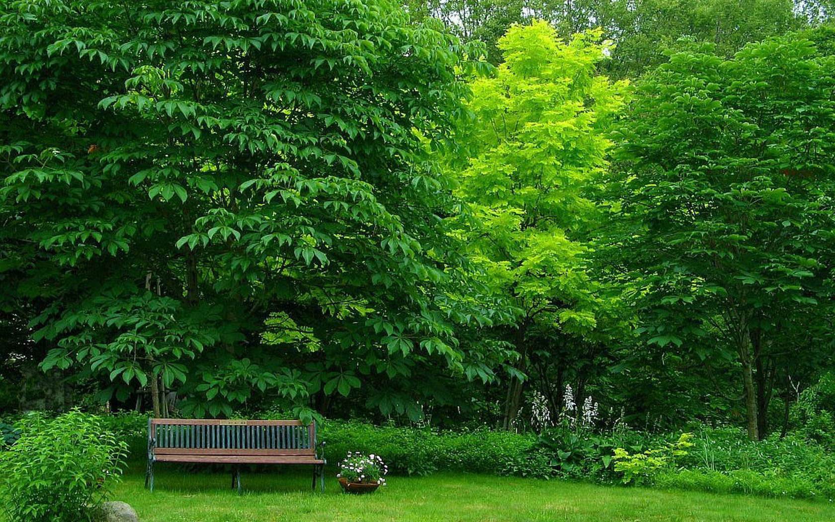 forest, bench, tree, grass, green