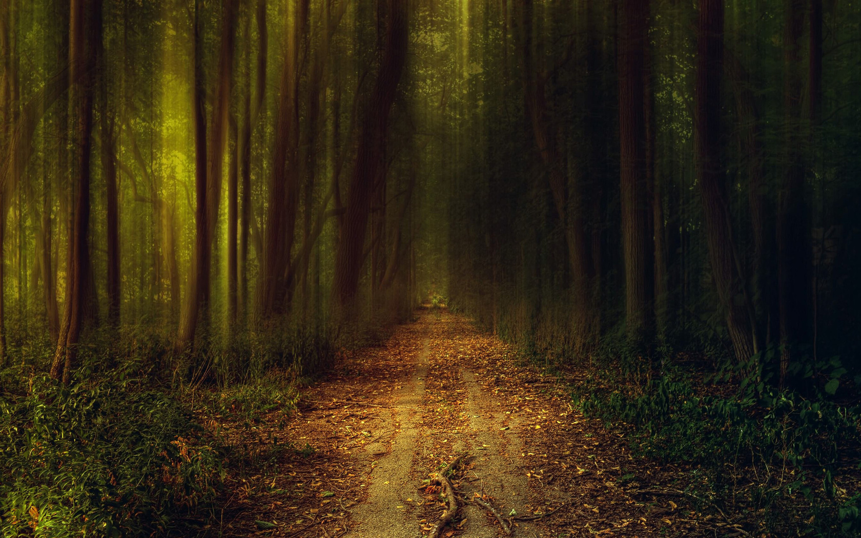 path, darks, tree, night, leaves, solitary