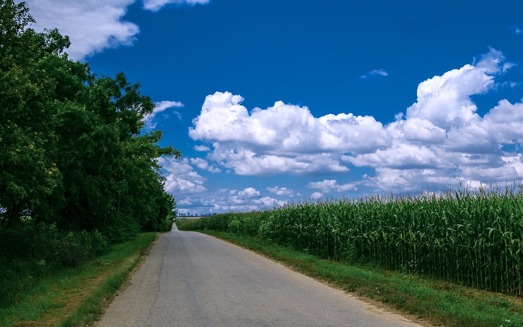 maize, tree, road, fence, green, path, grass