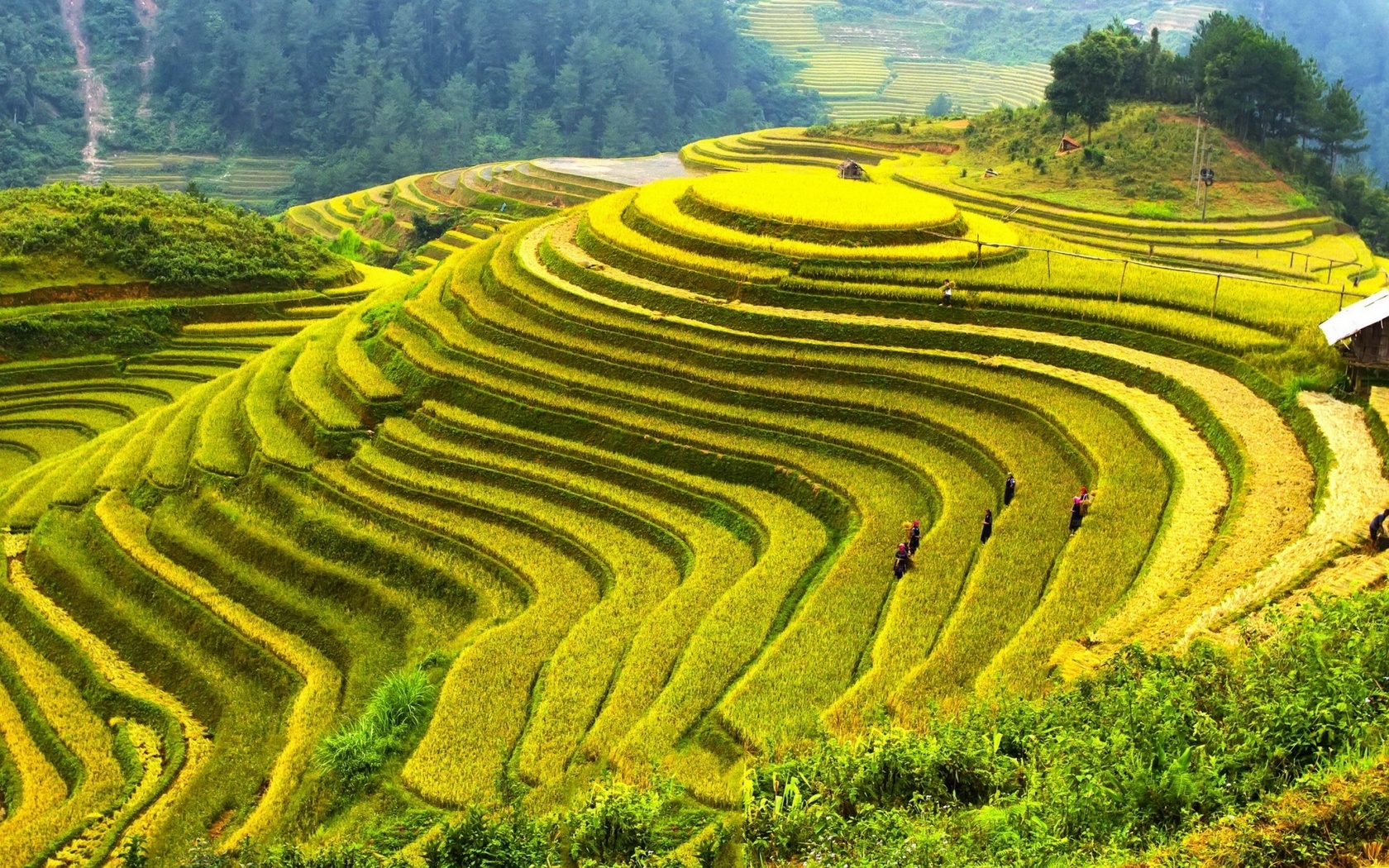 fields, hills, rinse, green, china, tree