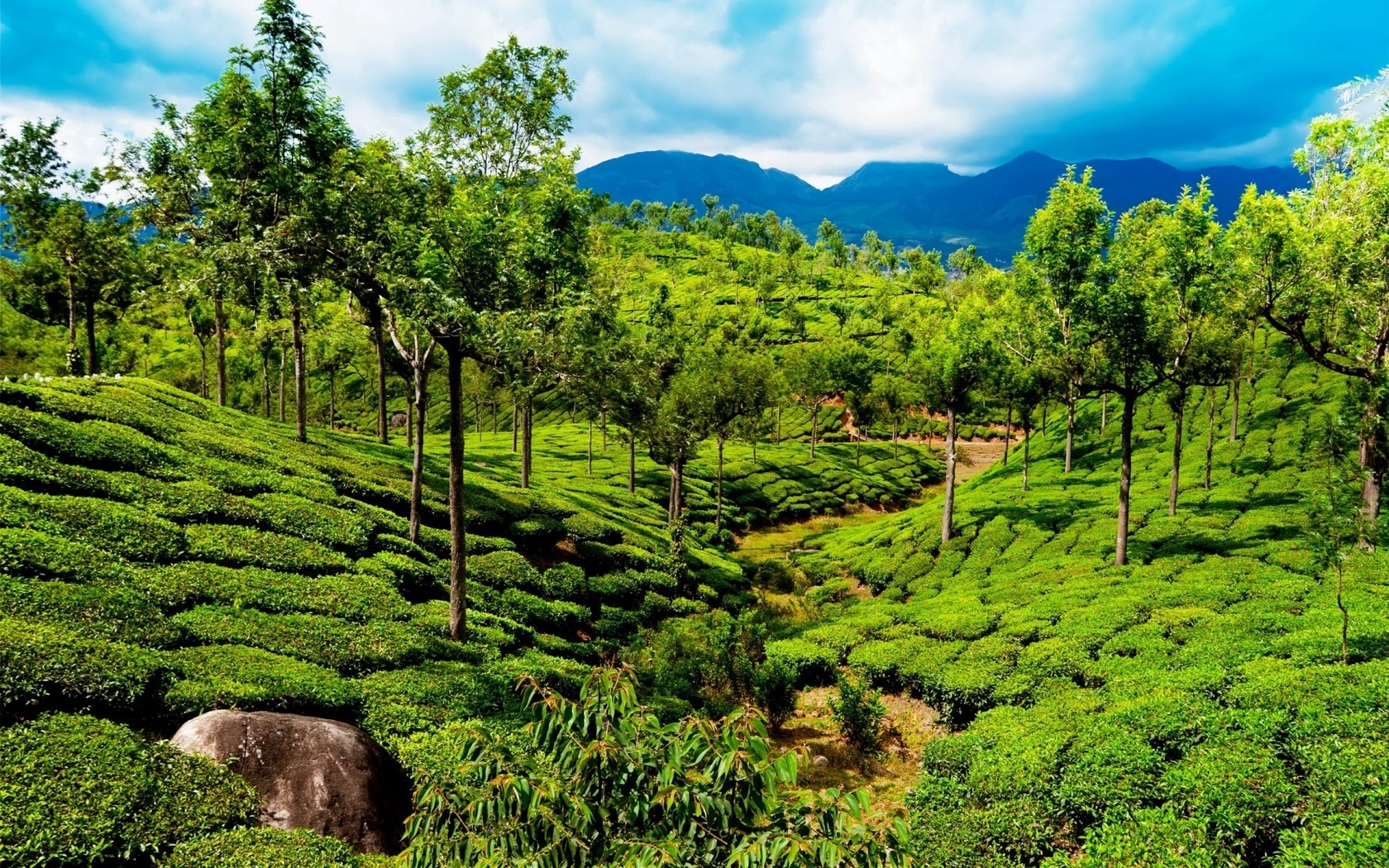 india, field, tea, path, green, tree, rock, mountain