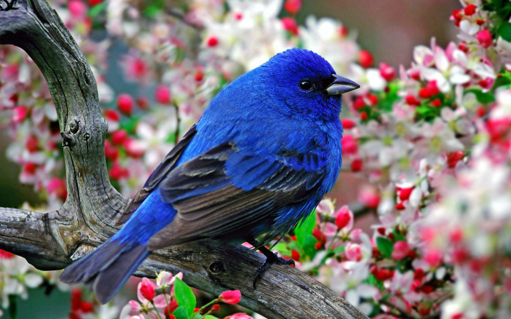 bluebird, wild, fly, branch, tree, bird