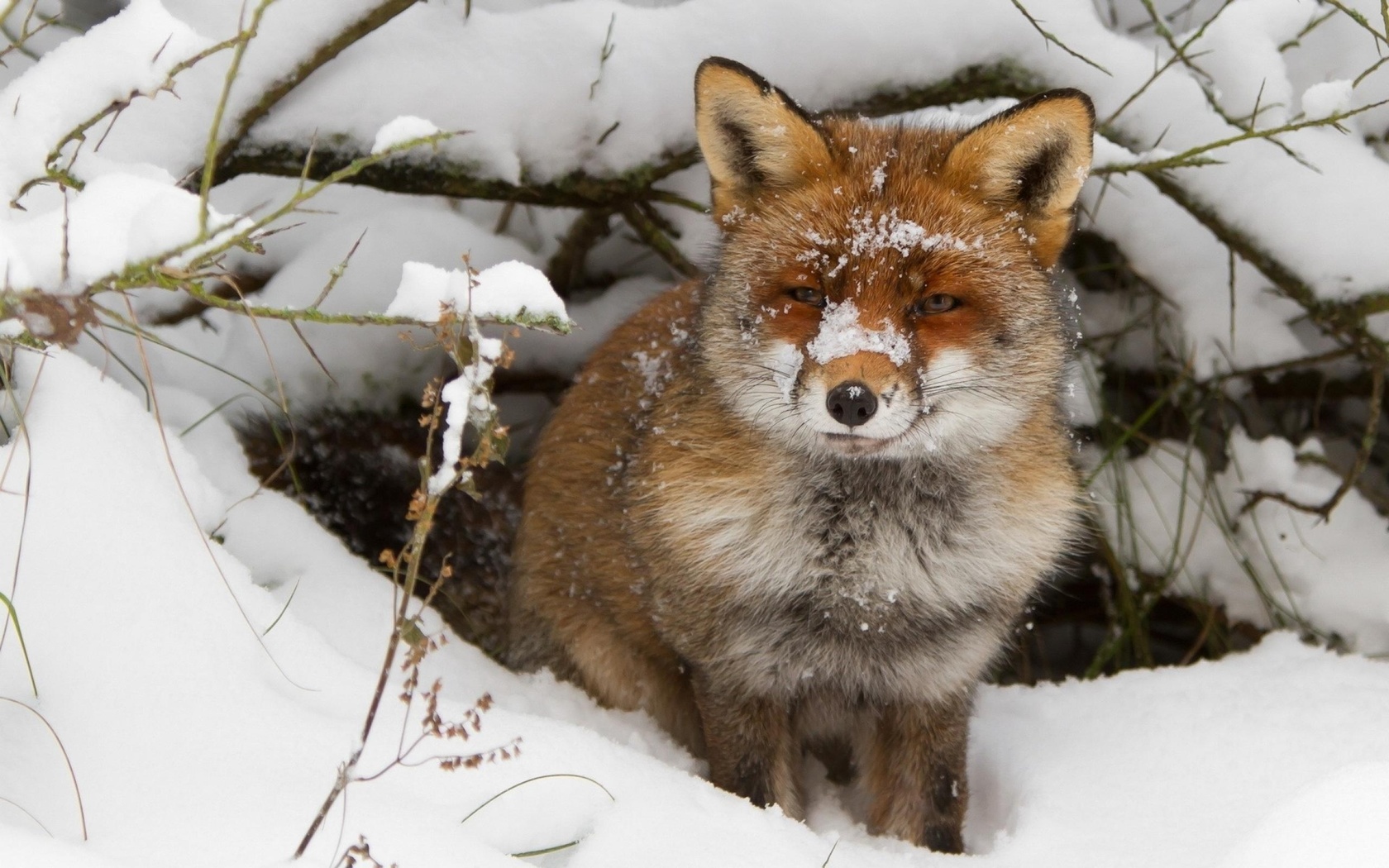 fox, little, snow, ice, wild