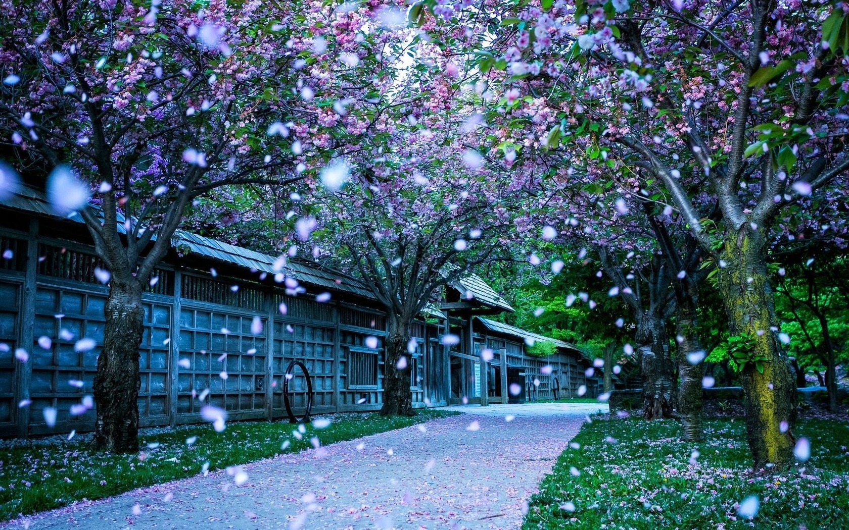 blossom, winter, snow, house, road, tree