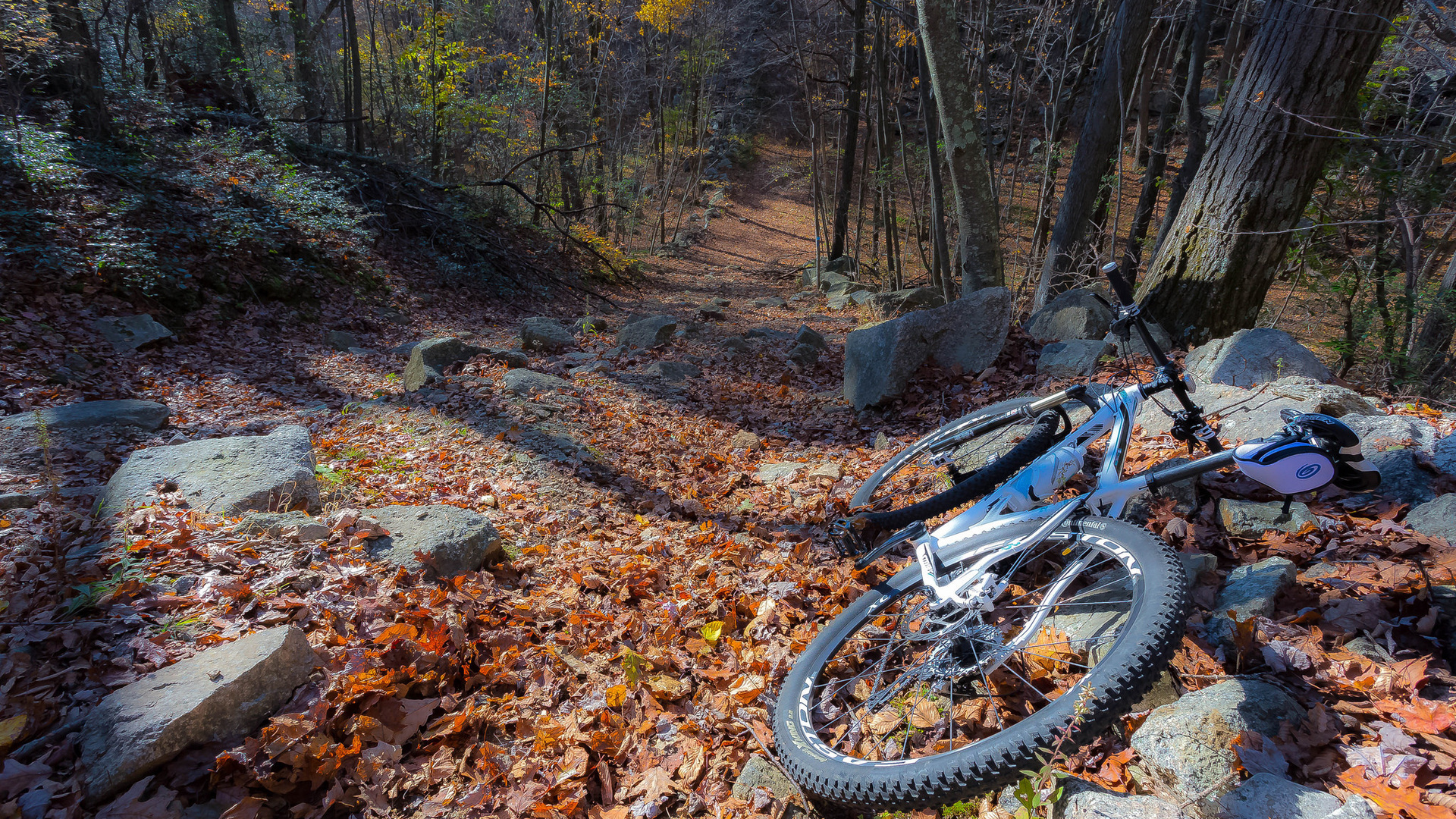 bike, path, tree, leaves, forest, autumn