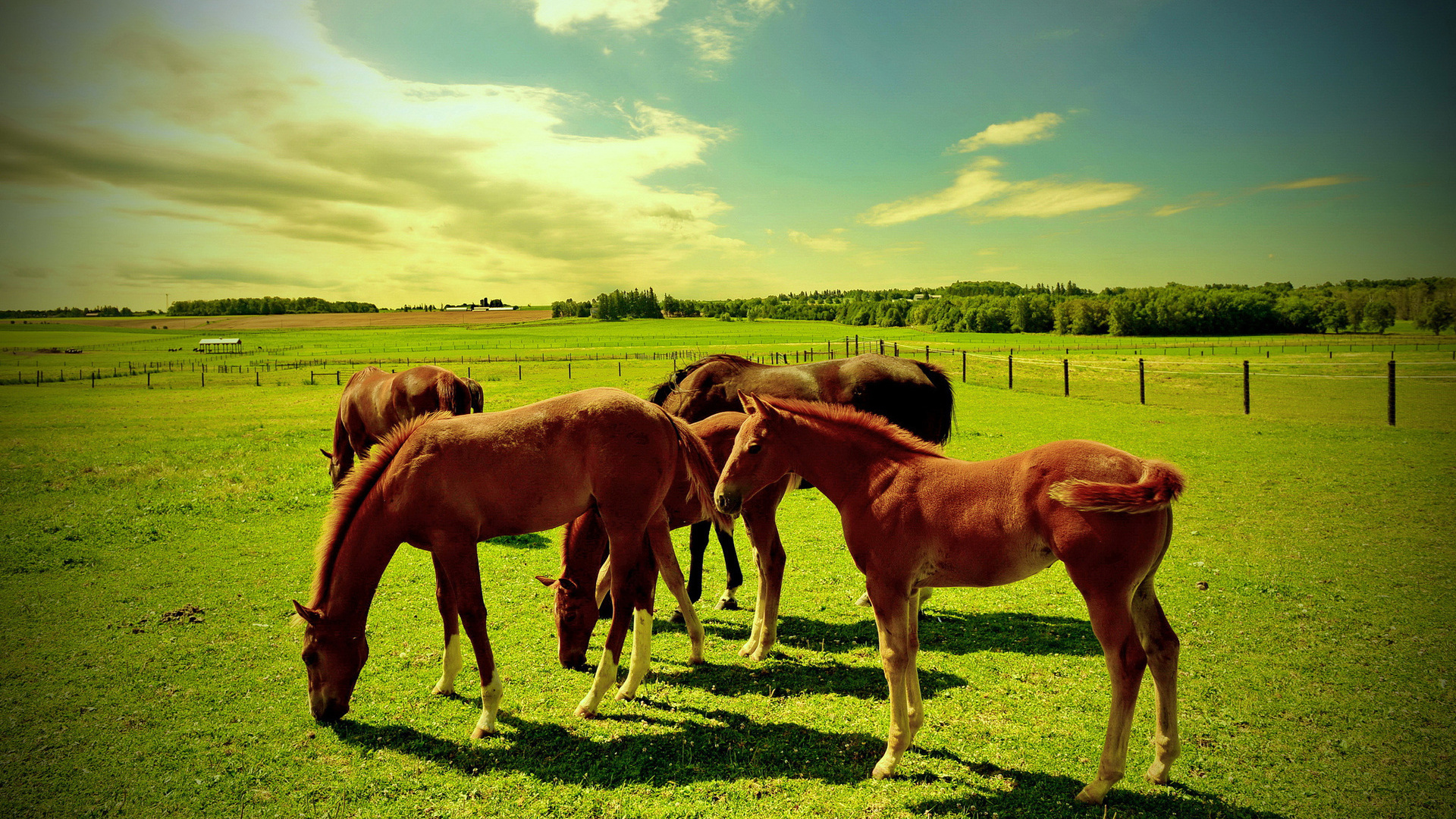 horses, farm, hills, sky, grass, green, fence, sky, tree