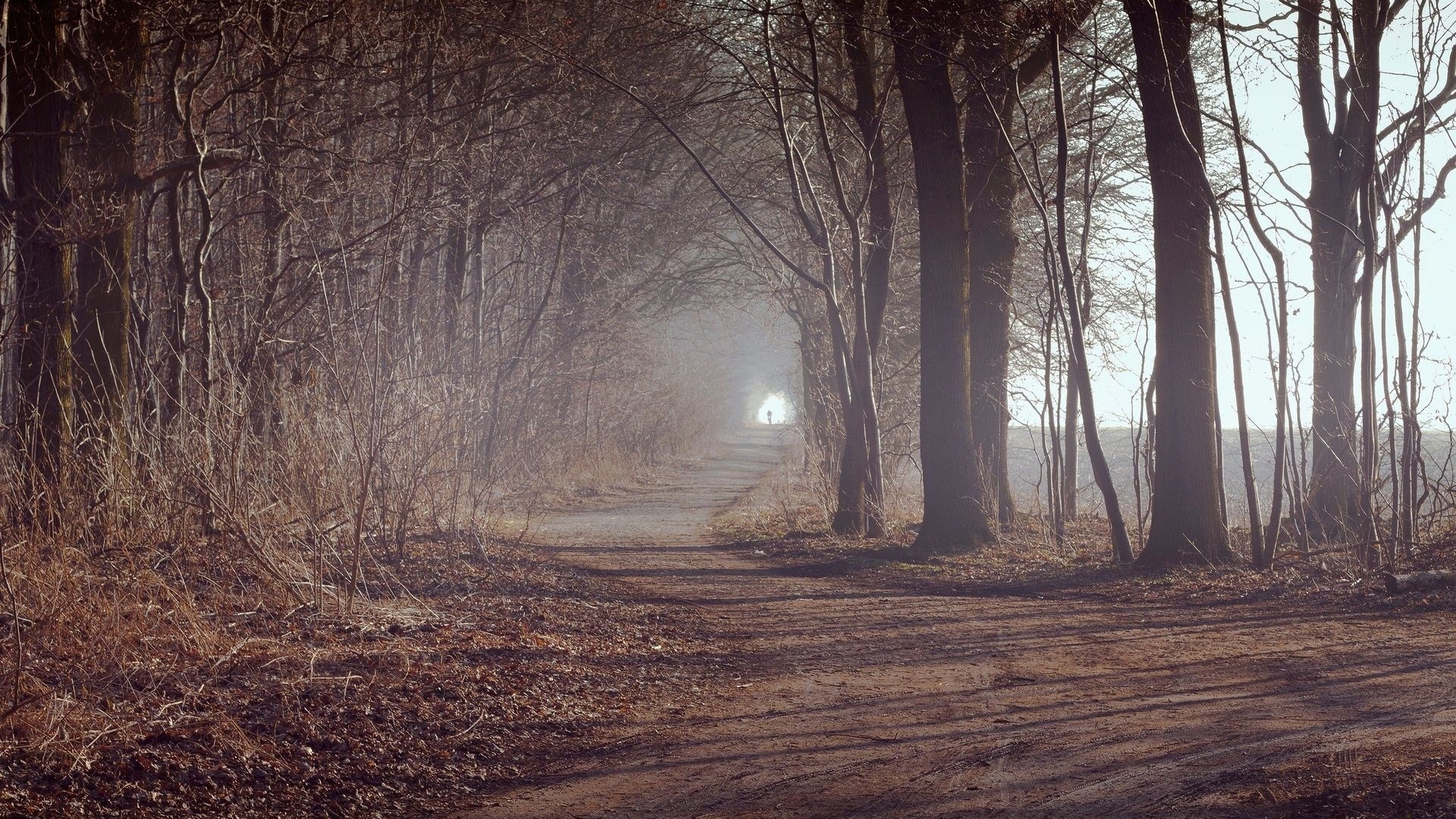 mist, path, tree, forest, lonely, leaves