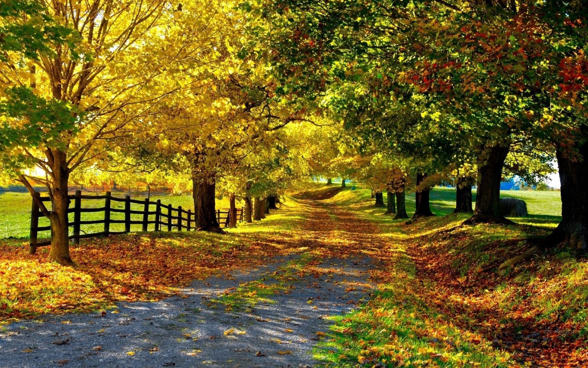 autumn, tree, road, sky, mountain